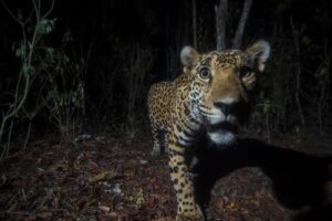 Nature inFocus Balam—The Endangered King of the Mayan Jungle