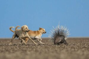 Nature inFocus A Thorny Issue