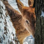 Cerbiatto che si nasconde fra alberi di Zhengjie Wu