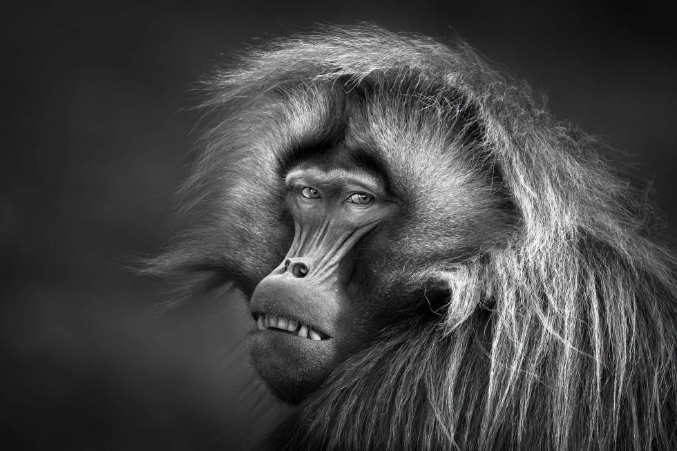 Ritratto in bianco e nero del muso di un babbuino che guarda intensamente in camera. Titolo My Copyright