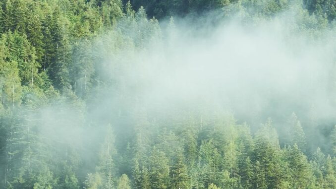 Nebbia n montagna