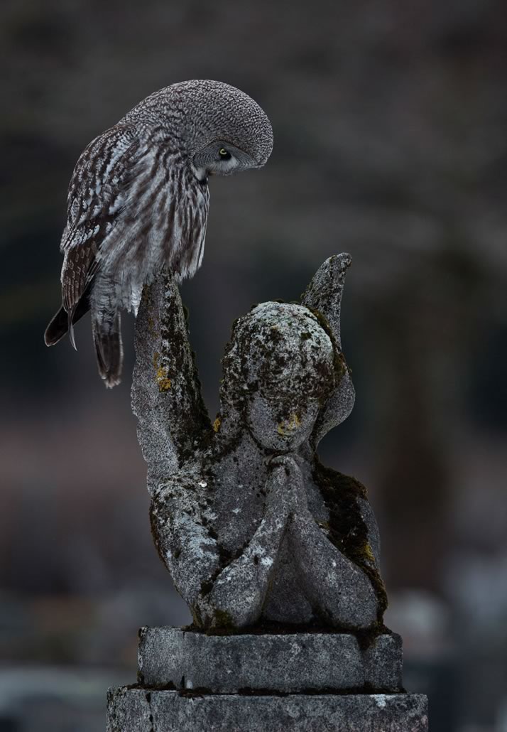 BPoty uccello notturno appoggiato vicino ad una statua di un angelo in preghiera.