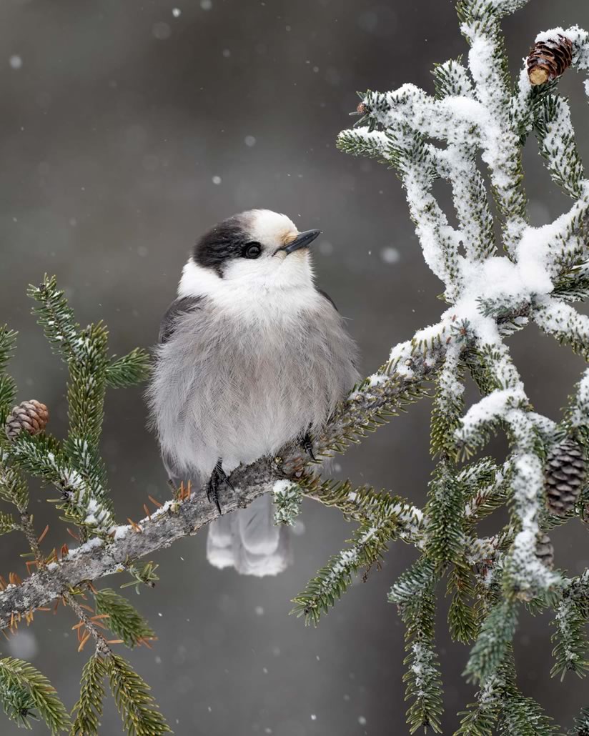 BPoty piccolo uccello con il piumaggio gonfiato contro il freddo su un ramo innevato