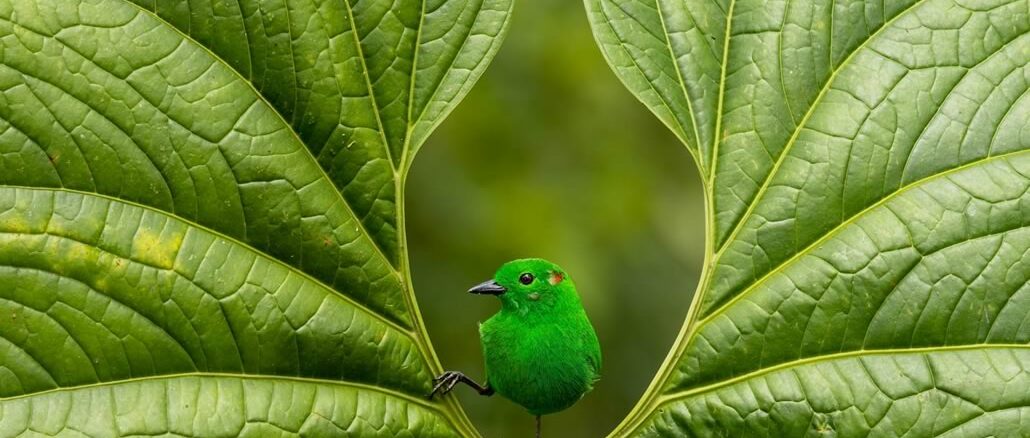 BPoty Glistening Green uccello verde smeraldo in mezzo a foglia palmata verde