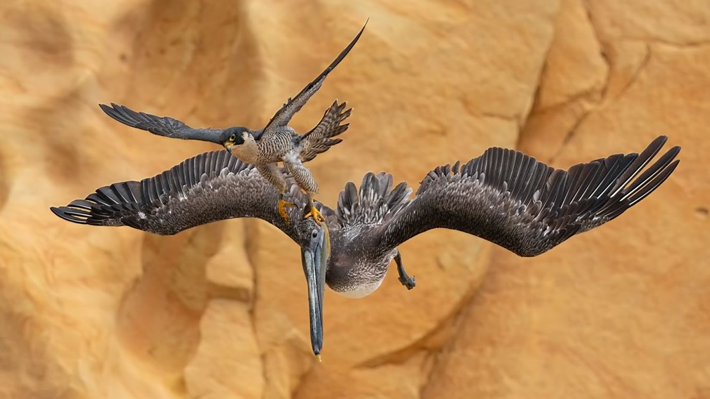 BPoty femmina di falco attacca un pellicano bruno – Vincitore assoluto