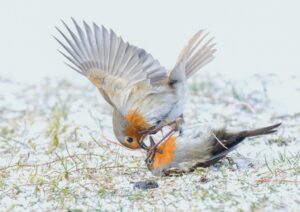 Due pettirossi lottano sulla neve per difendere il territorio