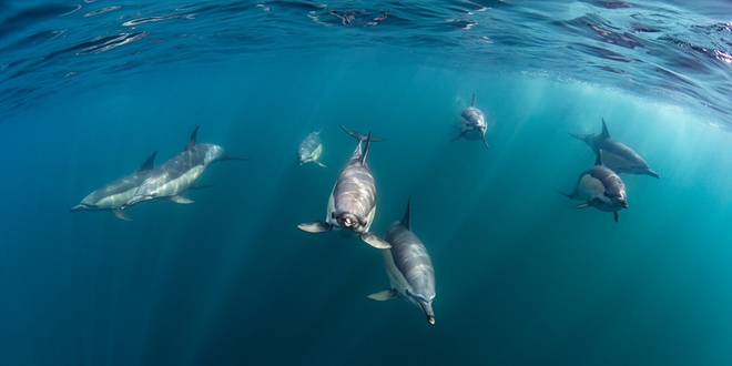 Spirits of the Sea branco di delfini