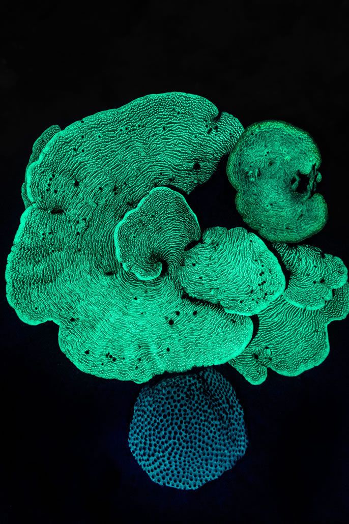 Coralli luminescenti di notte