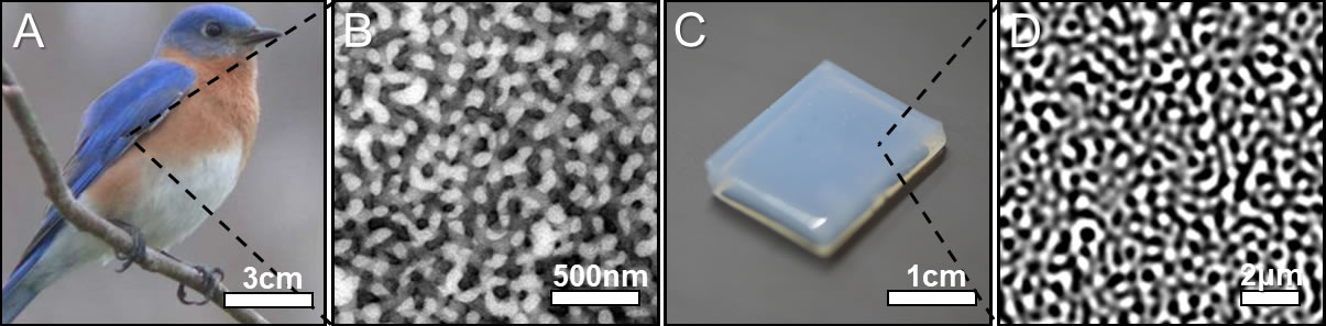 Microstruttura piuma uccello azzurro canoro orientale e replica in laboratorio