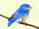 Un uccello canoro nordamericano dalle piume blu