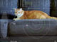 Trasmissione video con un gatto soriano arancione di nome Taters