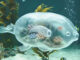 Immagine pesce creata con AI generativa Google